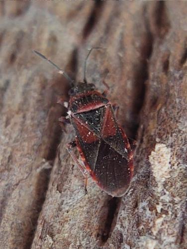 Arocatus melanocephalus